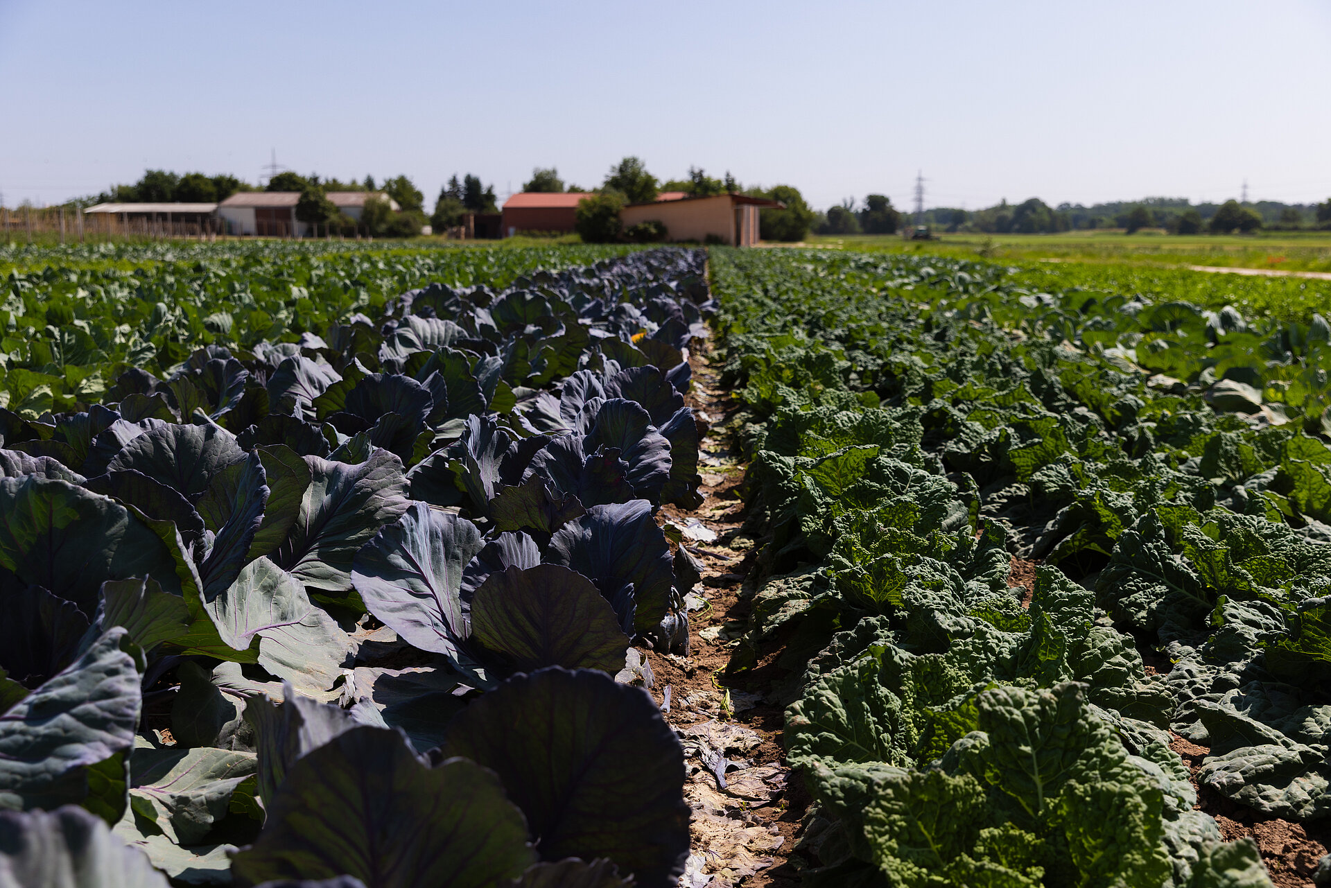 Ein Kohlrabi Feld, im Hintergrund ist ein Bauernhof zu sehen und ein blauer Himmel.