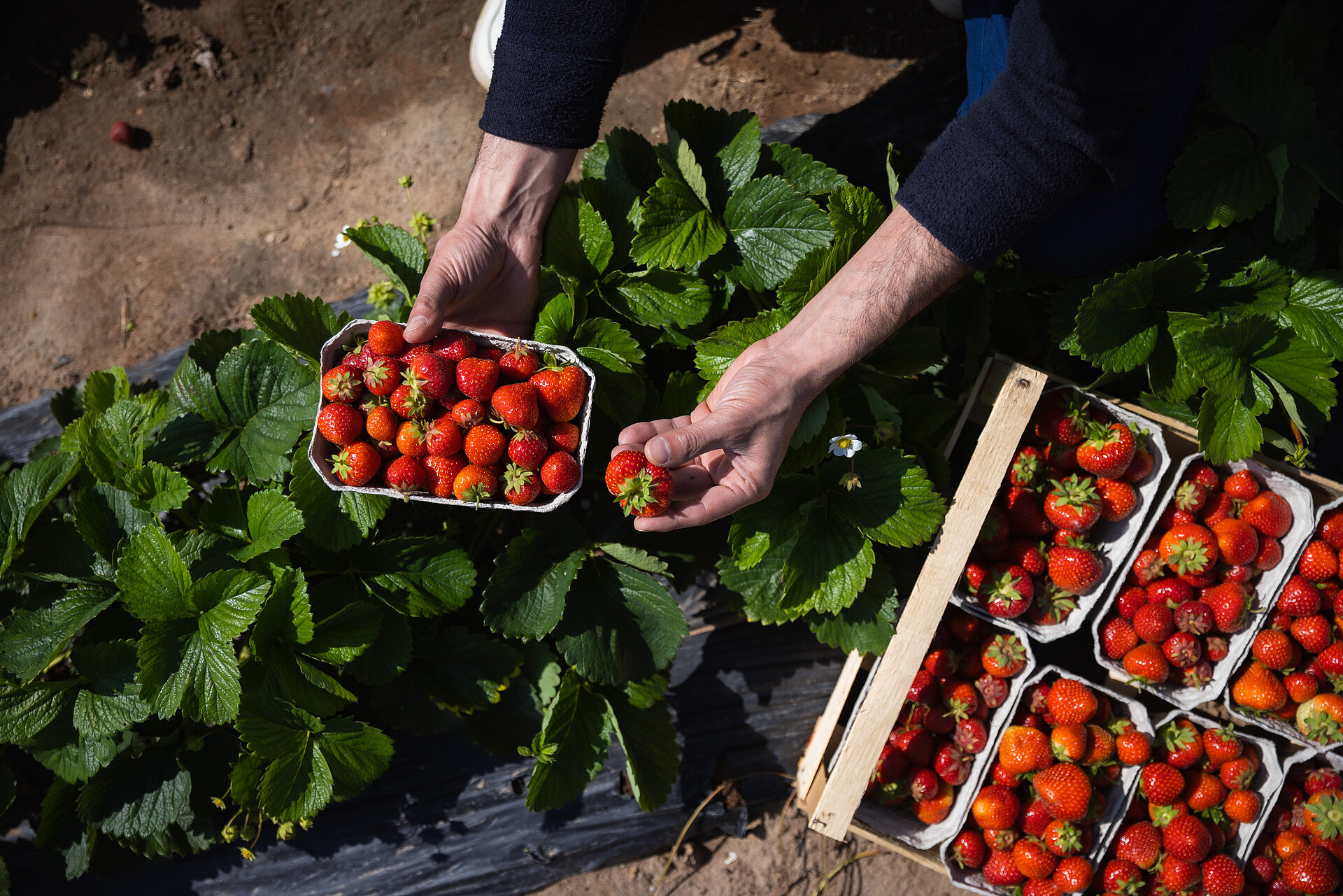 Eine Close-up Aufnahme von einer Hand mit einer Schachtel Erdbeeren in der Hand. Die Aufnahme ist direkt auf dem Erdbeerfeld entstanden.